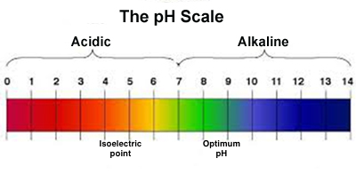 File:141128 Phil Holliday - pH scale final.png