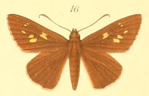 File:16-Gretna waga (Plötz, 1886) (Hesperia ilerda).JPG