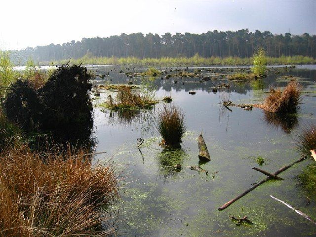 File:Blakemere Moss - geograph.org.uk - 64940.jpg