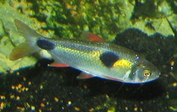 File:Bucktoothed Tetra.jpg