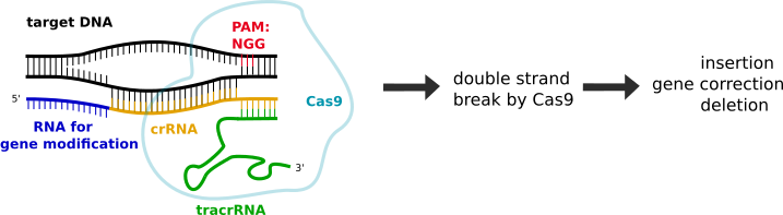 File:CRISPR-Cas9 mode of action.png