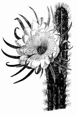 File:Cereus repandus.jpg