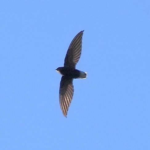 File:Chaetura brachyura - Short-tailed Swift.JPG