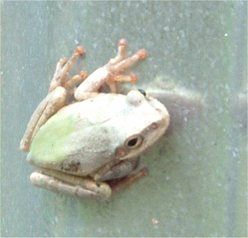 File:Chameleon Frog.jpg