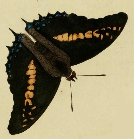 File:Charaxes castor cramer.JPG