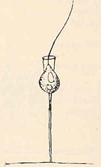 "Codonosiga botrytis"