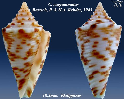 File:Conus eugrammatus 2.jpg