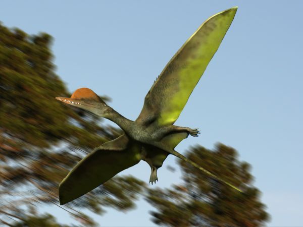 File:Darwinopterus NT.jpg