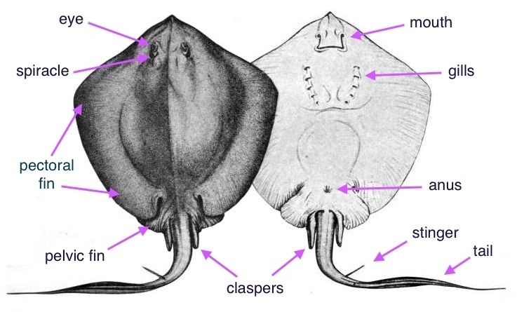 File:Dasyatis say njsm (annotated).jpg