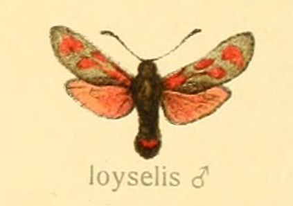 File:Diegrossschmette02seit 0015 Zygaena loyselis.jpg