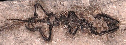 File:Diphydontosaurus cropped.jpg