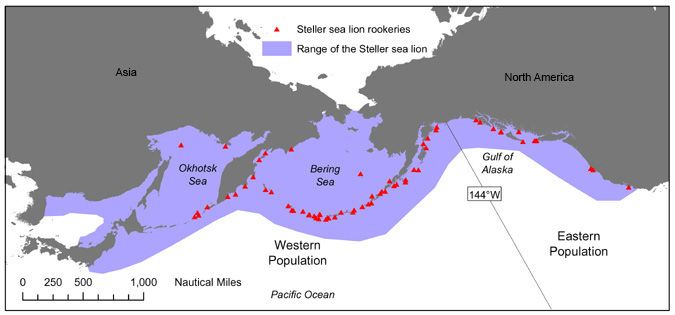 File:Eumetopias jubatus distribution continent labels.jpg