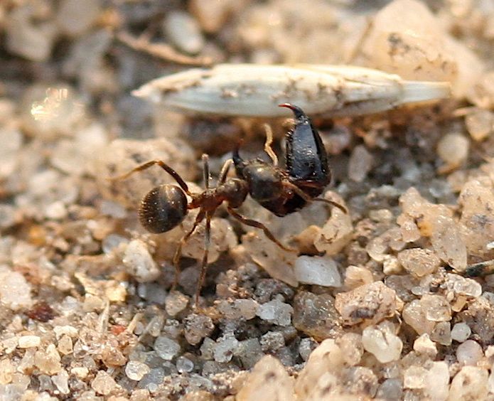 File:IC Lasius with chelicerae.JPG