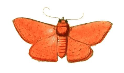 File:Illustrations of Exotic Entomology Noctua Myrtaea.jpg