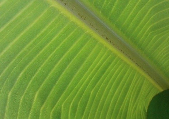 File:K.Pudur Village Banana Leaf 3.jpg