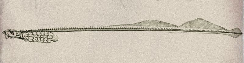 File:Lamprey skeleton.jpg