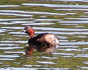 File:Little Grebe summer 300.jpg