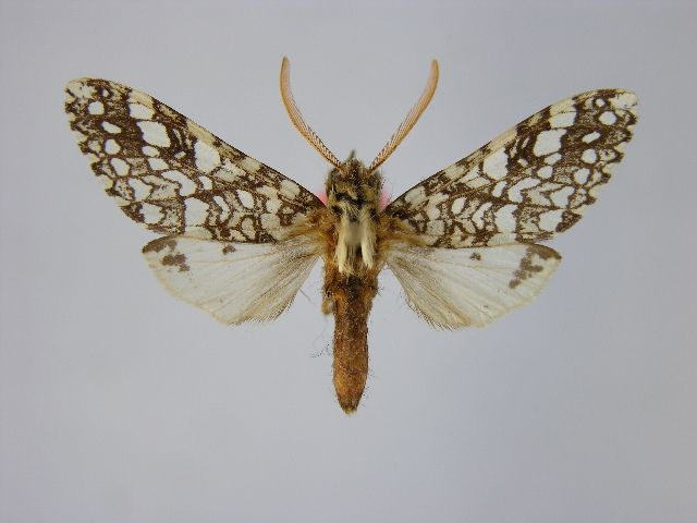 File:Lophocampa affinis1.JPG