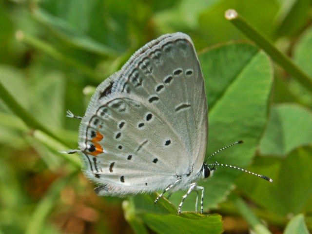 File:Lycaenidae - Everes comyntas.JPG