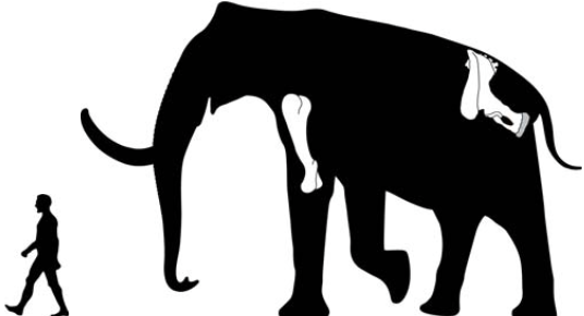 File:Mosbach mammoth.png