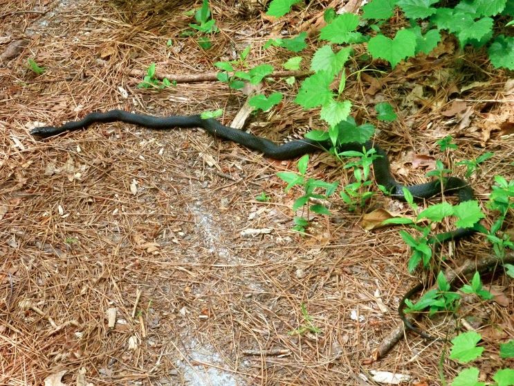 File:Neusiok trail black snake.JPG