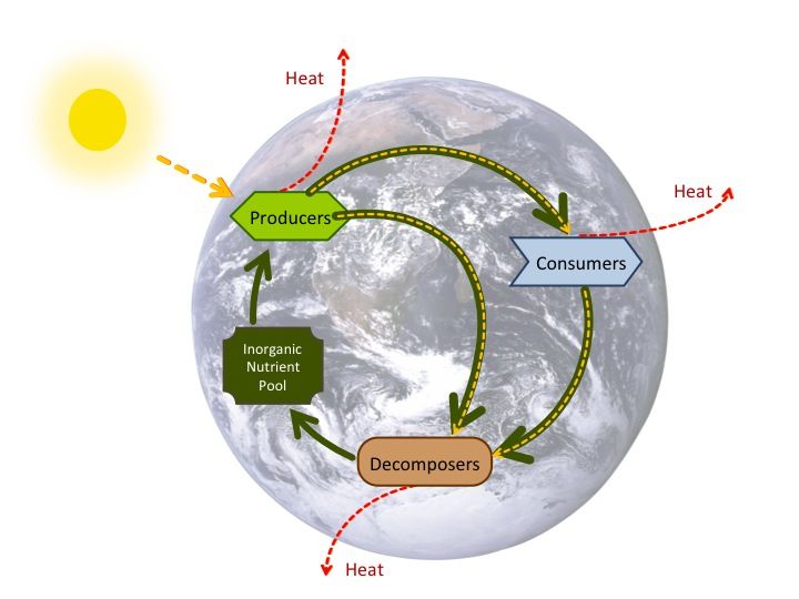 File:Nutrient cycle.jpg