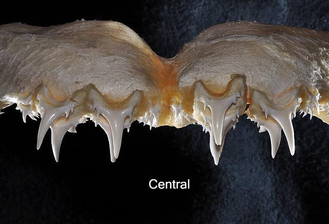 File:Odontaspis ferox central upper teeth.jpg