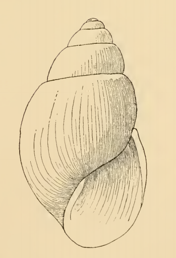 File:Odostomia martensi 001.png