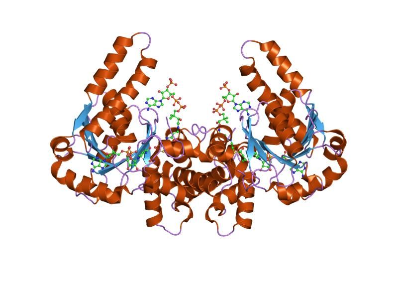 File:PDB 1il0 EBI.jpg