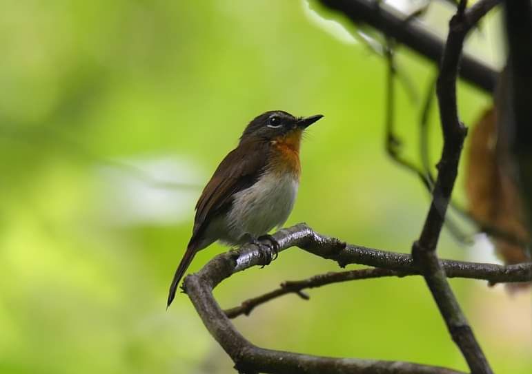 File:Palawan Blue Flycatcher F (cropped).jpg