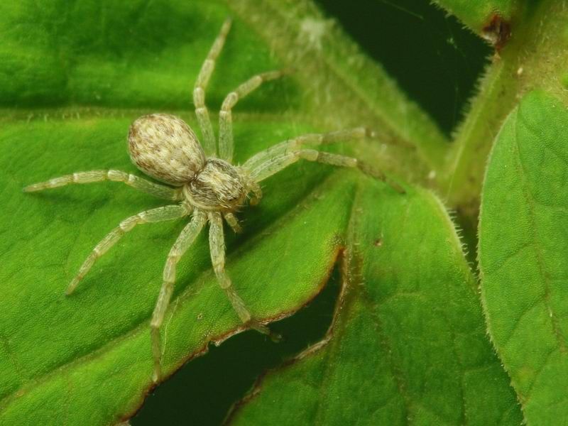 File:Philodromus sp.jpg