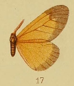 File:Pl.40-fig.17-Staphylinochrous euryperialis Hampson, 1910.JPG