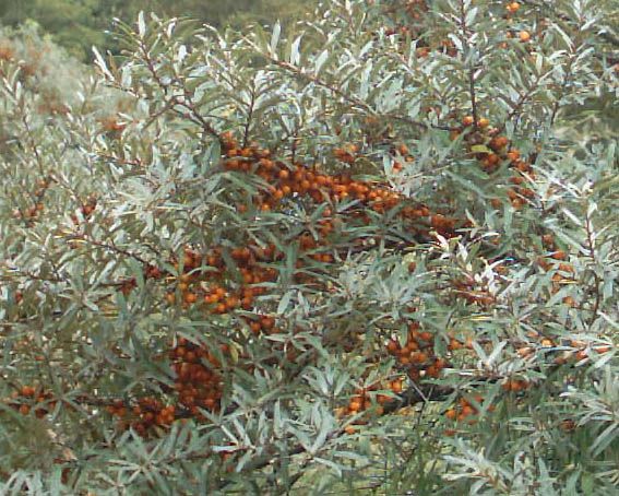 File:Sea-buckthorn.jpg