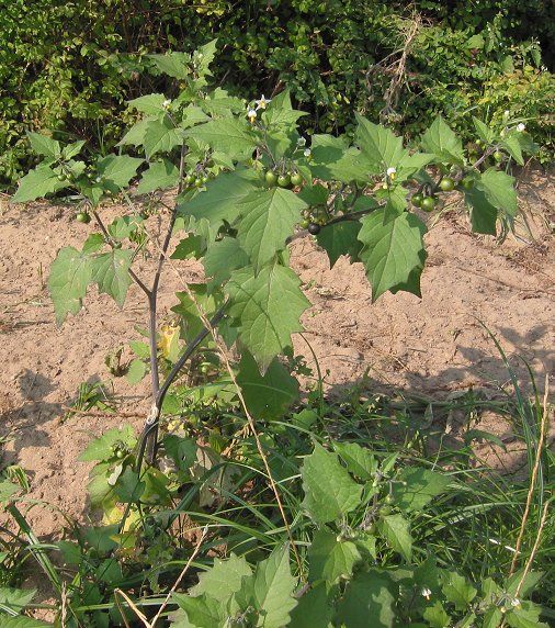 File:Solanum nigrum.jpeg