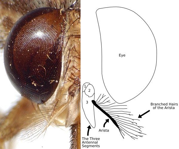 File:Tsetse aristaHairs labeled.jpeg