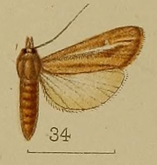 File:34-Prorophora dialeuca Hampson, 1912.JPG