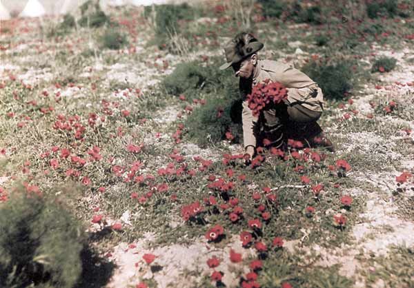 File:ALHBSoldierFlowers.jpg