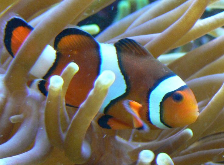 File:Amphiprion percula.JPG