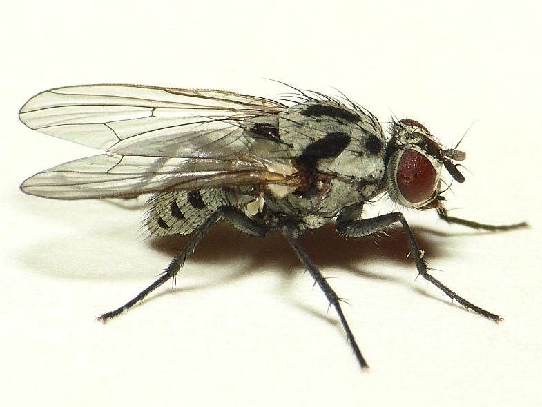 File:Anthomyia procellaris.jpg