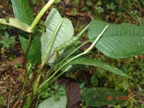 File:Anthurium amoenum.jpg