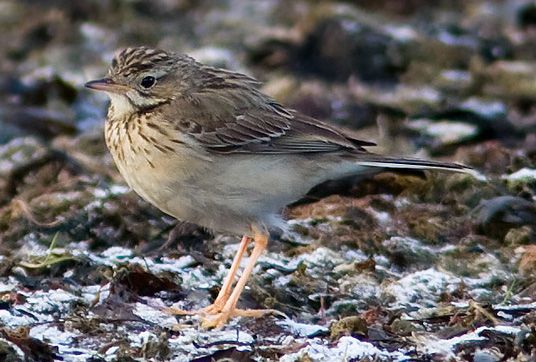 File:Anthus godlewskii cropped.jpg