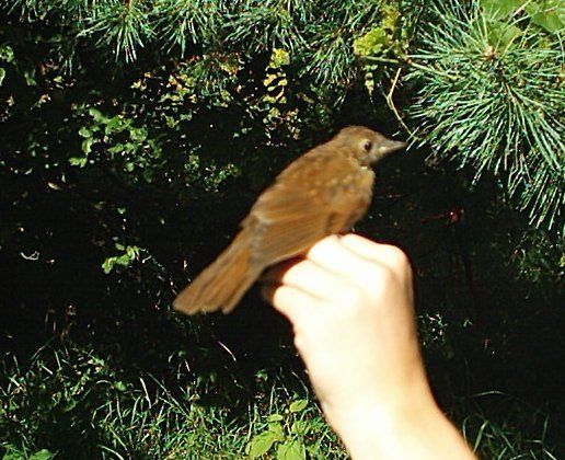 File:Aug 5 2006 veery.jpg