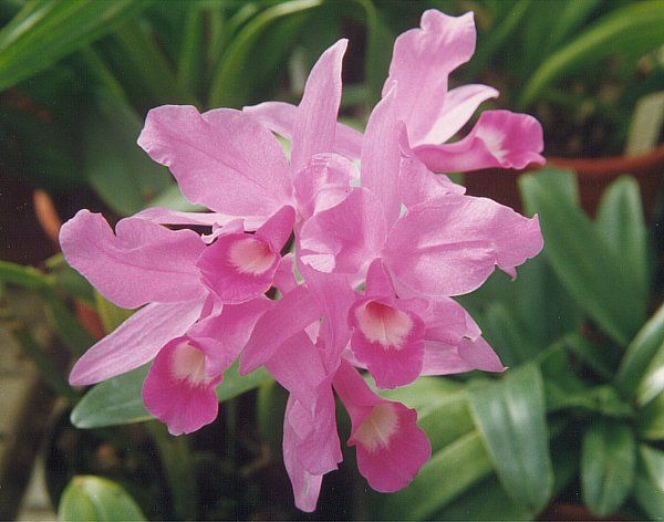 File:Cattleya skinneri0.jpg