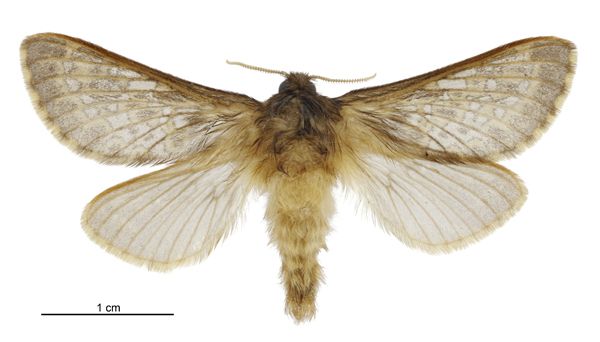 File:Cladoxycanus minos male.jpg