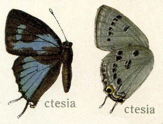 File:Ctesia87.jpg