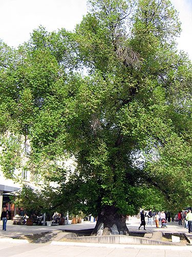 File:Elm tree in Sliven Province, Bulgaria.jpg