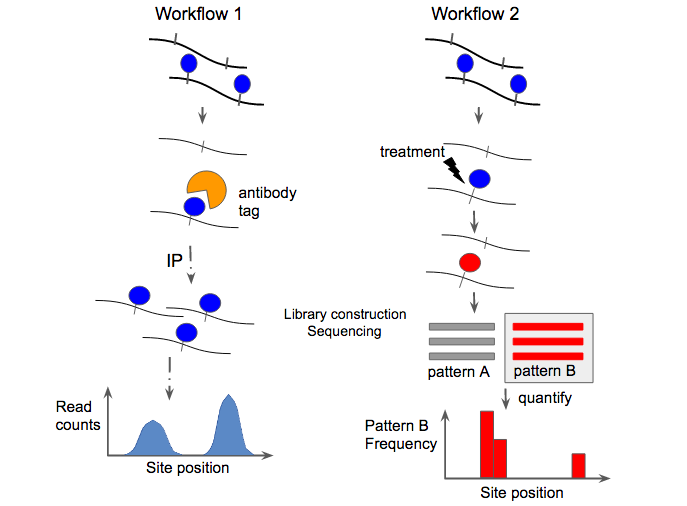 File:Epitrans workflow.png