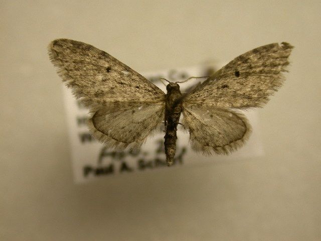 File:Eupithecia matheri.jpg