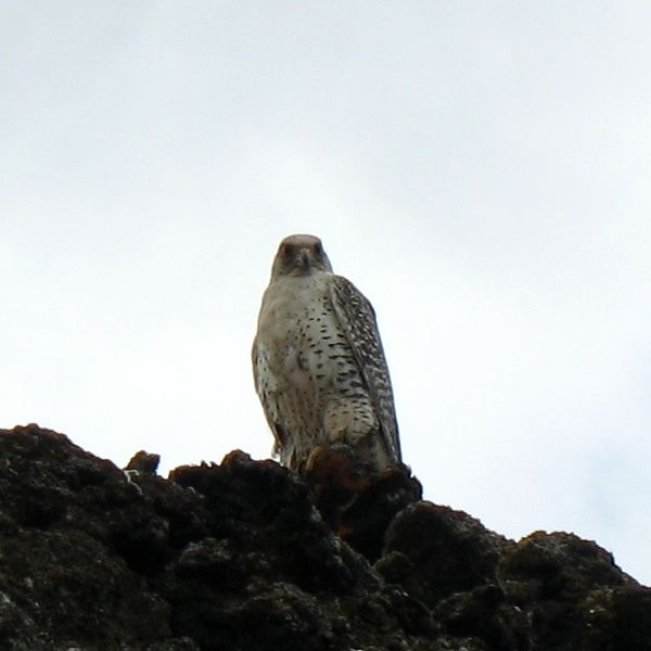 File:Gyrfalcon at Lake Myvatn by Bruce McAdam.jpg