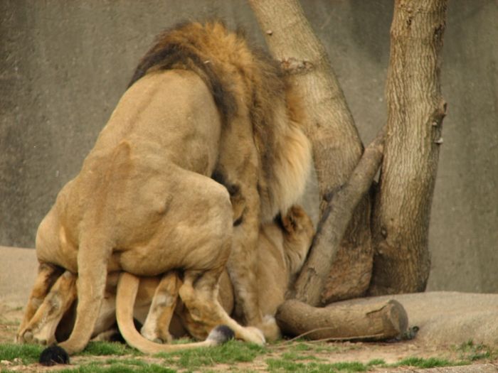 File:LionsMating.jpg